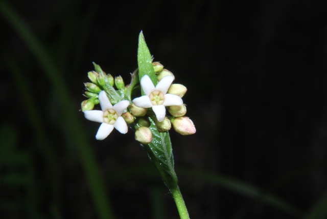 Vincetoxicum hirundinaria